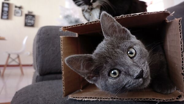 Un gato dentro de una caja - Sputnik Mundo