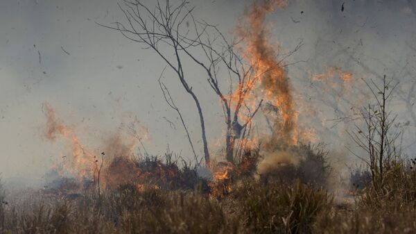 Incendio forestal en la Amazonía brasileña - Sputnik Mundo