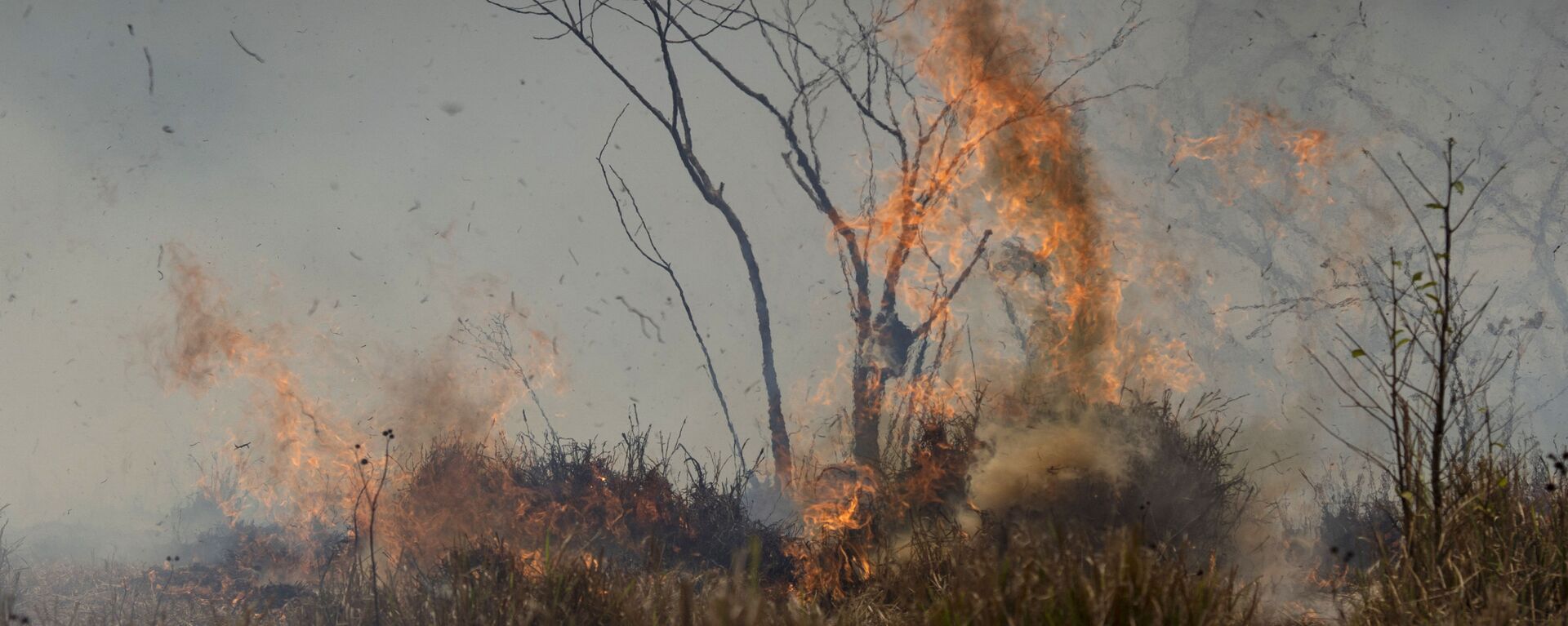 Incendio forestal en la Amazonía brasileña - Sputnik Mundo, 1920, 01.05.2020