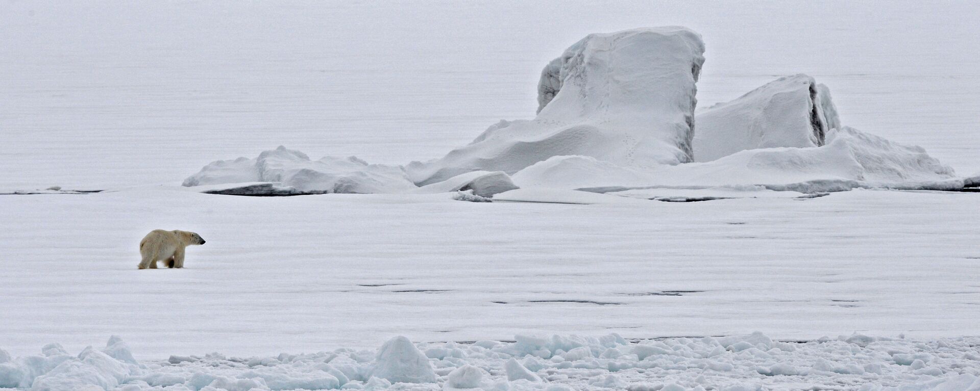Un oso polar en un témpano de hielo en el Océano Ártico - Sputnik Mundo, 1920, 24.04.2021