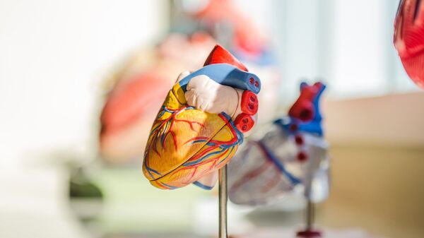 Modelo anatómico de un corazón. Imagen referencial - Sputnik Mundo