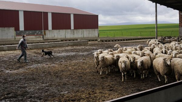 Un ganadero con su rebaño de ovejas durante la crisis del coronavirus en el Bercial - Sputnik Mundo