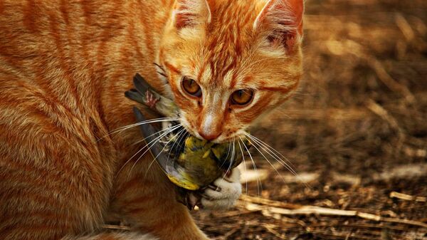 Un gato sostiene a un pajaro en su boca - Sputnik Mundo