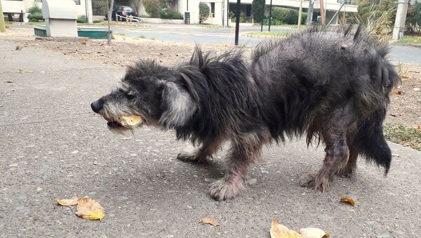 Perro callejero en Santiago de Chile - Sputnik Mundo