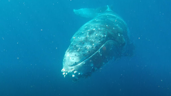 Una amistosa ballena jorobada juega con unos buceadores - Sputnik Mundo