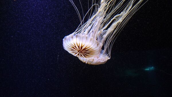 Una medusa (imagen referencial) - Sputnik Mundo
