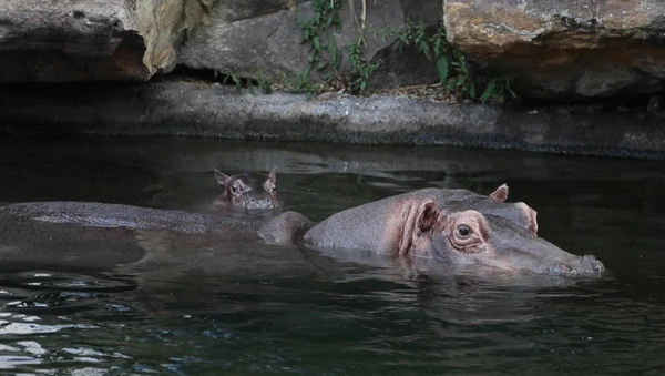 La bebé hipopótamo Gloria junto a su madre - Sputnik Mundo