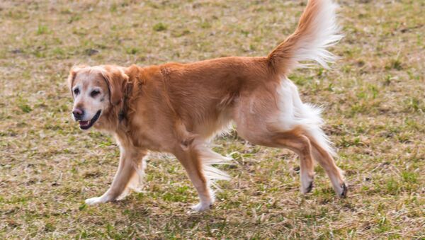 Un perro de la raza golden retriever (archivo) - Sputnik Mundo