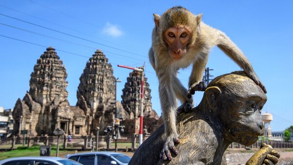 Un macaco en la ciudad tailandesa de Lopburi - Sputnik Mundo