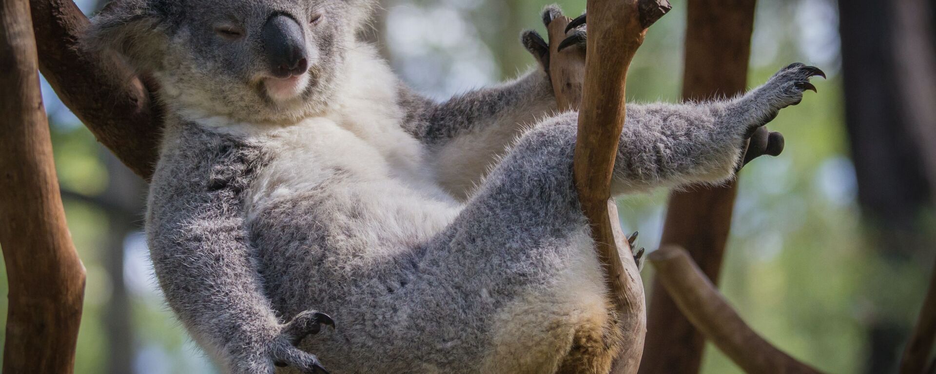 Los koalas pueden desaparecer - Sputnik Mundo, 1920, 23.09.2021