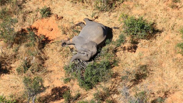 Un elefante muerto en Botsuana - Sputnik Mundo