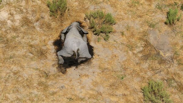 Un elefante muerto en Botswana - Sputnik Mundo