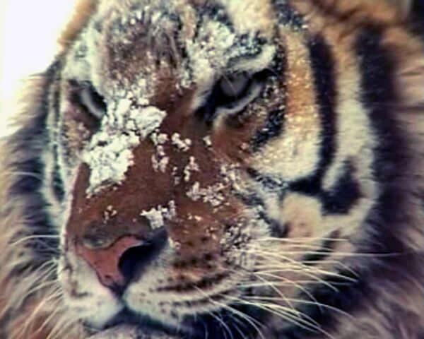 Salvar al tigre de Amúr, imponente felino en peligro de extinción - Sputnik Mundo