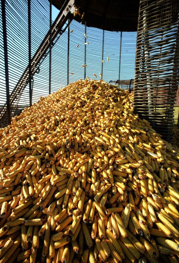 Rusia dispuesta a comprar a Argentina 300 mil toneladas de maíz - Sputnik Mundo