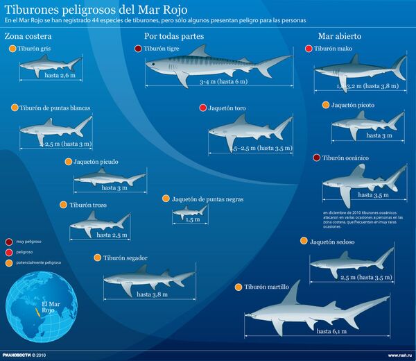 Tiburones peligrosos del Mar Rojo - Sputnik Mundo