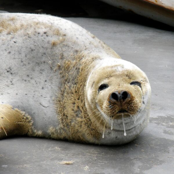 La foca manchada (Phoca largha) - Sputnik Mundo