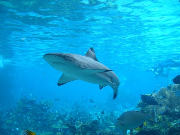 Científicos suponen que los tiburones son daltónicos - Sputnik Mundo