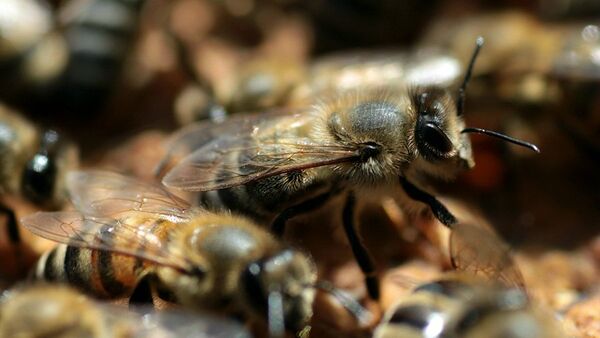 Al menos diez personas mueren tras ataque de abejas en Sudán - Sputnik Mundo