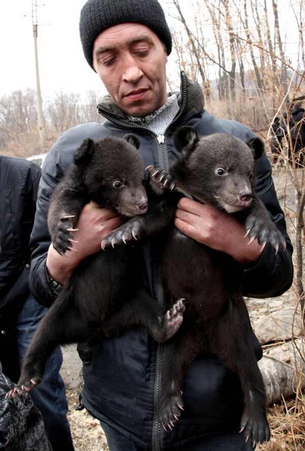 Crías de oso de Himalaya en parque safari de Lejano Oriente ruso - Sputnik Mundo