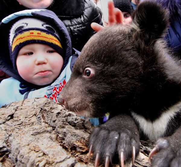 Crías de oso de Himalaya en parque safari de Lejano Oriente ruso - Sputnik Mundo