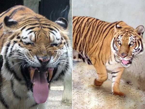 Zoológico de Río de Janeiro presenta al público una “pareja real” de tigres - Sputnik Mundo