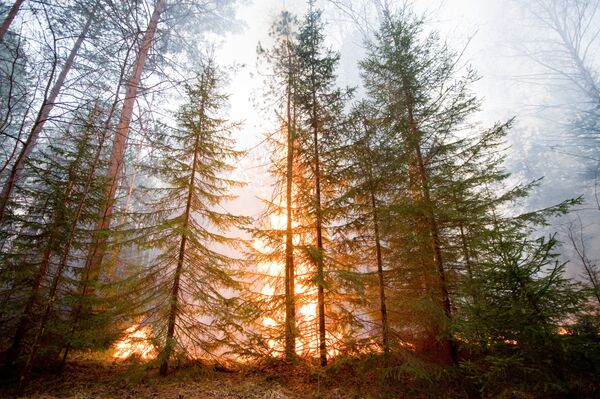Los incendios forestales arrasan en Rusia el doble de superficie respecto a 2010 - Sputnik Mundo