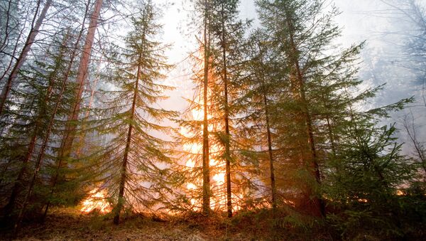 Лесной пожар в окрестностях города Ревда Свердловской области - Sputnik Mundo