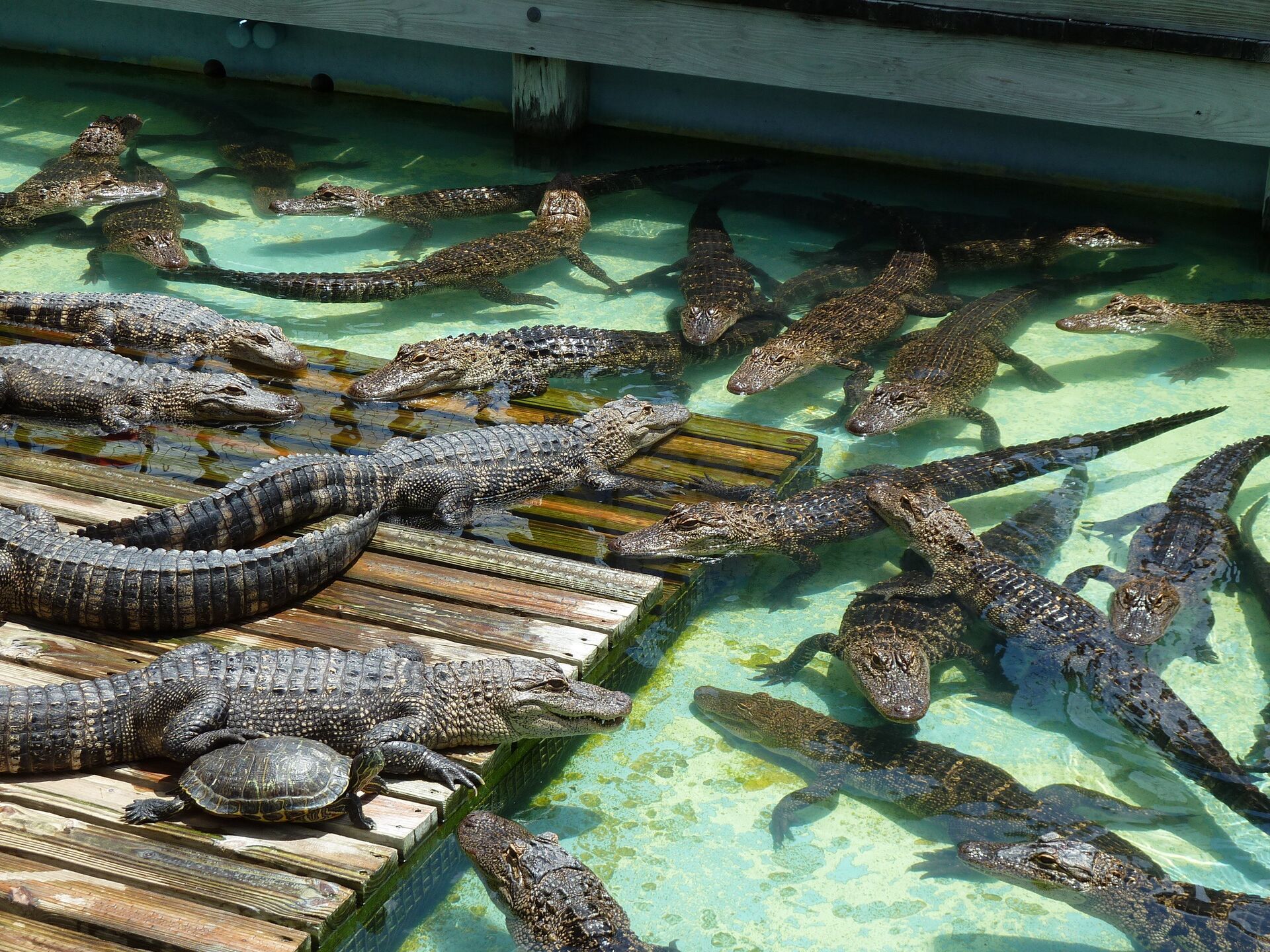 Gatorland, la capital mundial de los cocodrilos en Florida ,  Sputnik Mundo