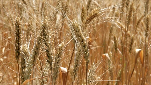 Rusia expresa interés por suministrar trigo a Ecuador - Sputnik Mundo