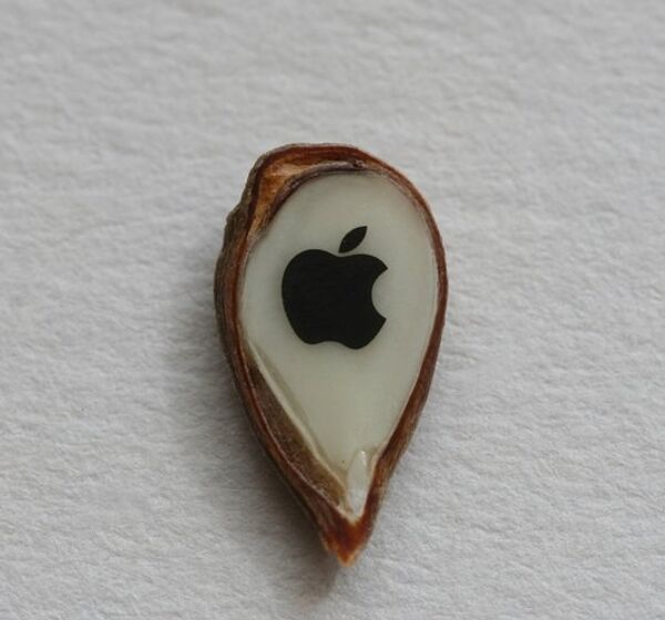 Artesano ruso regala a Steve Jobs el logo de Apple dibujado en una semilla de manzana - Sputnik Mundo