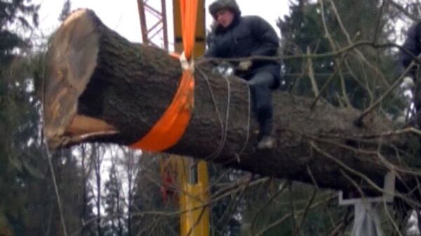 Bajo lluvia y canciones populares derriban árbol de Año Nuevo  para el Kremlin - Sputnik Mundo