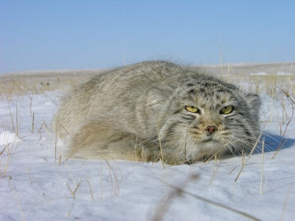 Científicos rusos estudian al gato montés “manul” incluido en el Libro Rojo - Sputnik Mundo