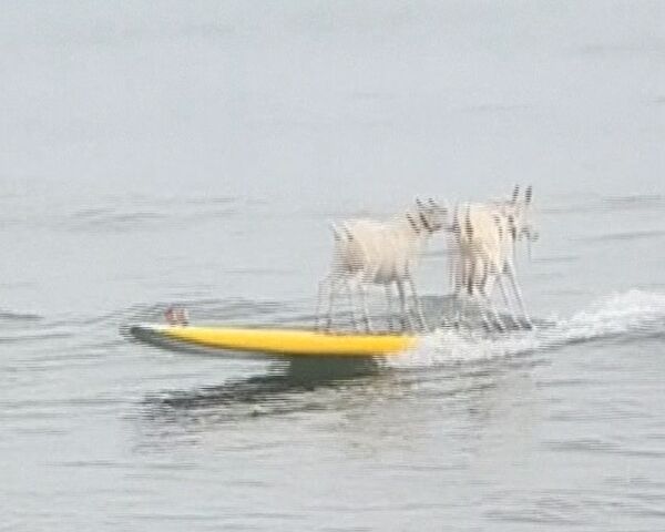Cabras practican surf en playas del Océano Pacífico - Sputnik Mundo