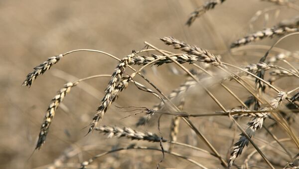 El Consejo Internacional de Cereales rebaja la previsión de cosecha para Rusia - Sputnik Mundo