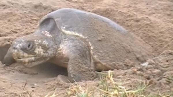 Centenares de tortugas llegan a playas de México para desovar - Sputnik Mundo