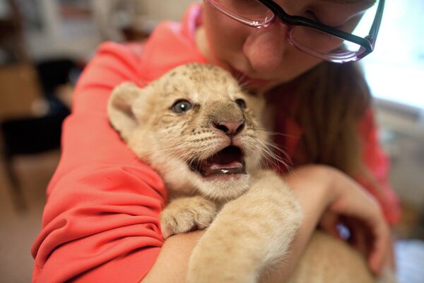 Híbrido de ligre y león nace en el zoológico de Novosibirsk - Sputnik Mundo