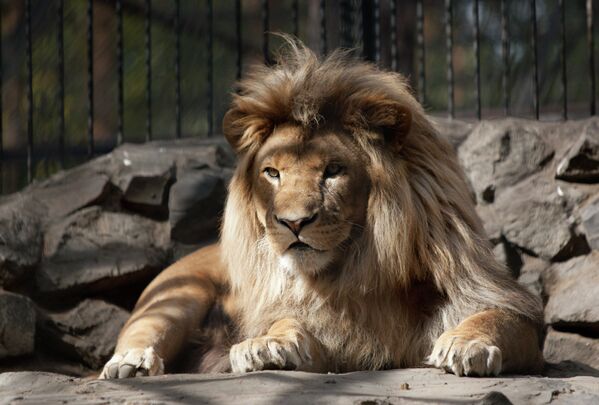 Híbrido de ligre y león nace en el zoológico de Novosibirsk - Sputnik Mundo