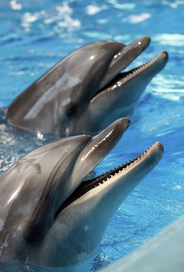 Delfines militares y la lucha contra su pacifismo innato - Sputnik Mundo