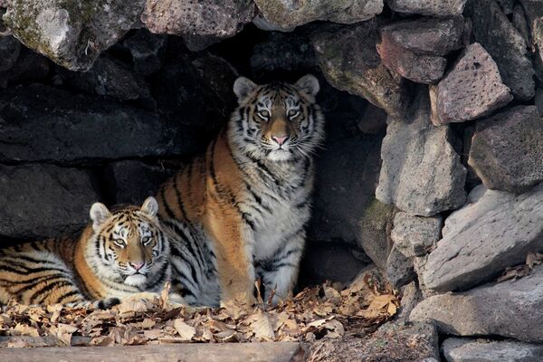 Su majestad el tigre siberiano - Sputnik Mundo