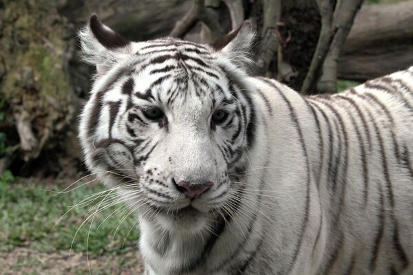 Tigres blancos y sus crías en el parque natural Chimelong de China - Sputnik Mundo