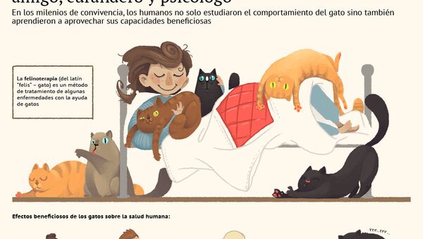 El gato doméstico: amigo, curandero y psicólogo - Sputnik Mundo