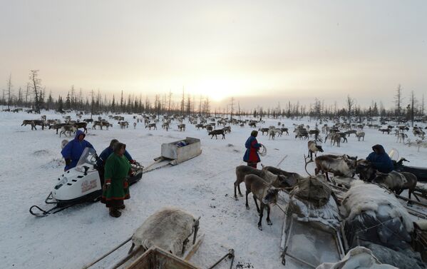 Torneo de pastores de renos en el norte de Siberia - Sputnik Mundo