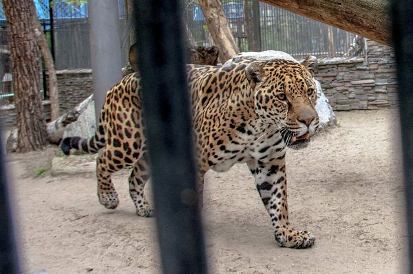 Jaguar en zoo de Novosibirsk - Sputnik Mundo