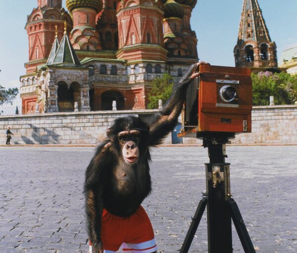 Chimpancé-fotógrafo Mikki en la Plaza Roja - Sputnik Mundo
