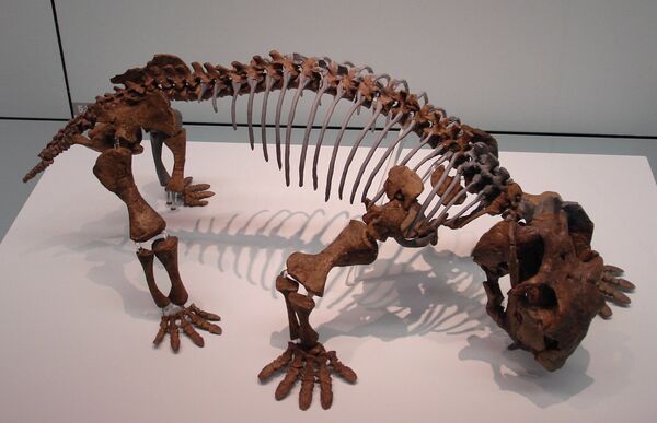 Una reconstrucción del esqueleto del listrosaurio - Sputnik Mundo