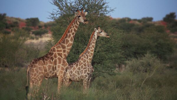 Сientíficos explican la aparición del cuello largo en las jirafas - Sputnik Mundo