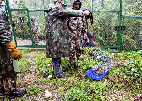 Cachorros del leopardo persa en el Parque Nacional de Sochi Cachorros del leopardo persa en el Parque Nacional de Sochi - Sputnik Mundo