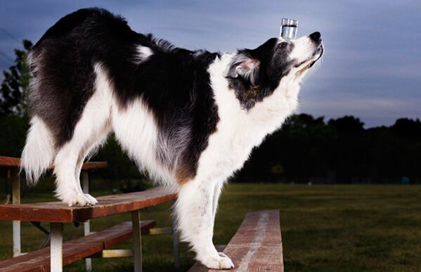 El perro más grande del mundo y otros animales plusmarquistas - Sputnik Mundo