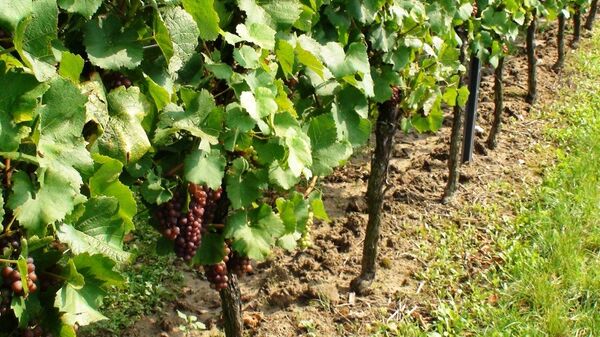 Vinicultores de Crimea piden limitar las importaciones de vinos desde la UE - Sputnik Mundo