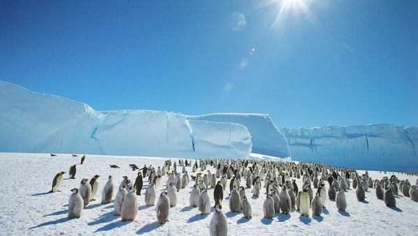 Колония императорских пингвинов в Антарктиде - Sputnik Mundo